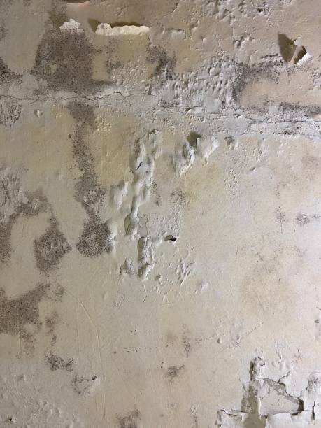 Best Attic Mold Removal  in Waynesburg, PA