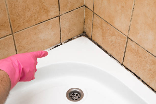 Best Residential Mold Removal  in Waynesburg, PA