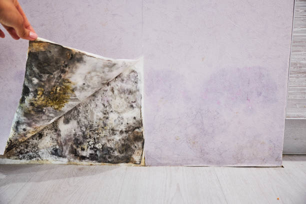 Best Home Mold Removal  in Waynesburg, PA